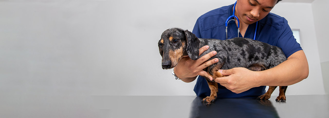 Veterinarian assessing a Healthy Paws insured Dachshund