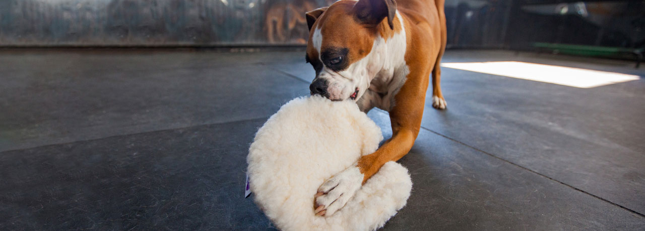 A boxer playing with its favorite toy