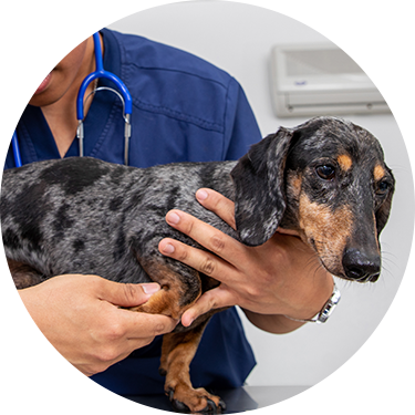 A small dog being examined by a veterinarian.