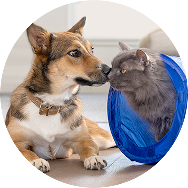 A dog and cat engaged in playful interaction, touching noses affectionately, symbolizing their close companionship.