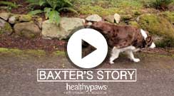 baxter dog video