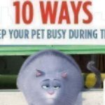 Keep-Pets-Busy-10-Ways