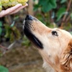 can dogs eat grapes