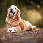 potty training older dogs