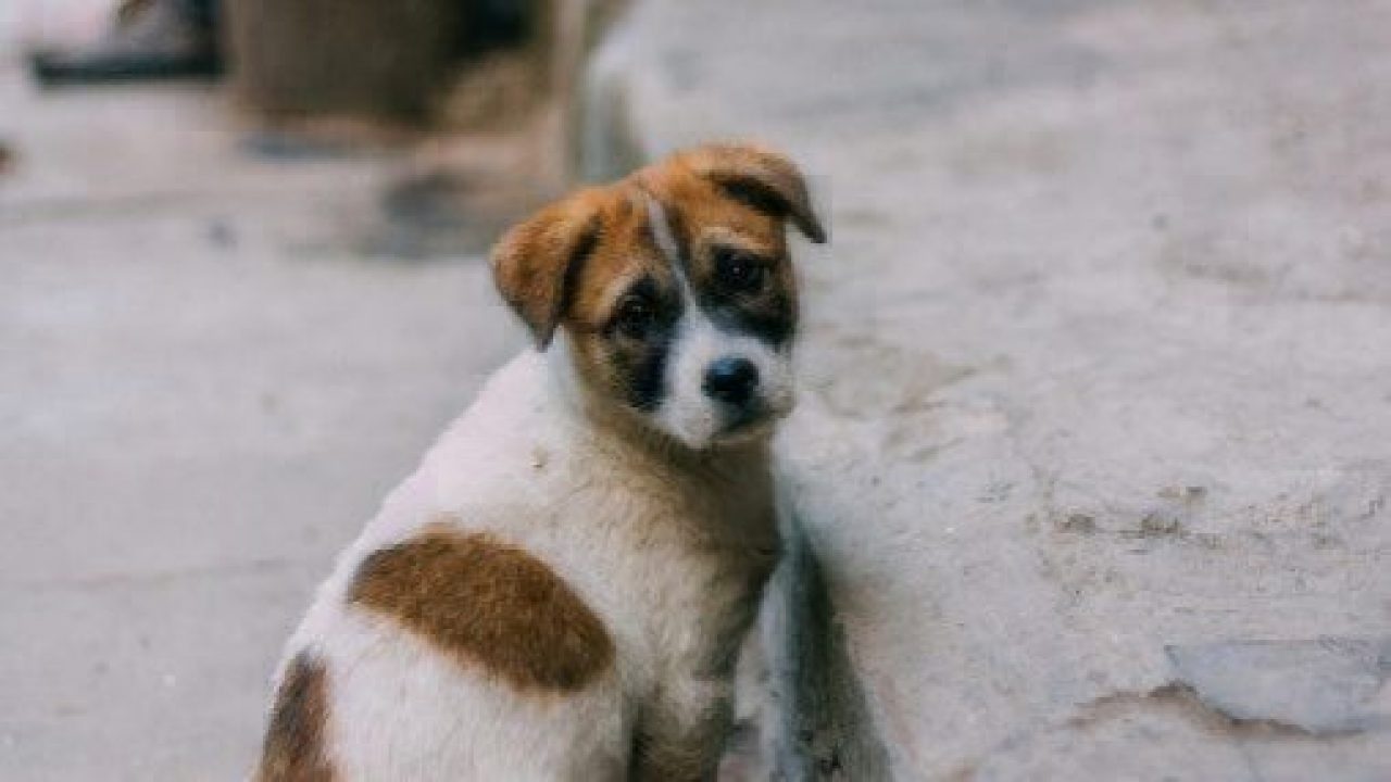 heartworm in puppies