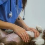 border collie puppy at the vet