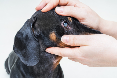 black dog with cataract eyes