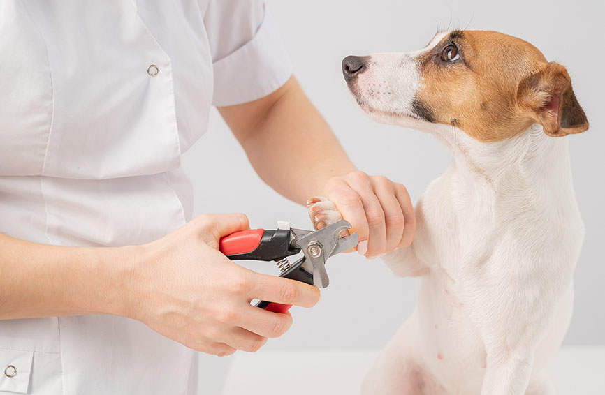 dog nail trim