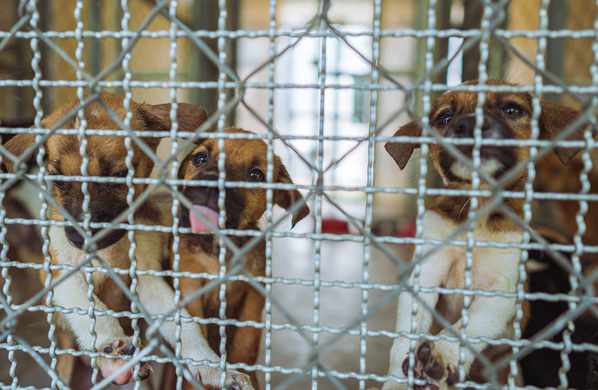 Puppies in a cage