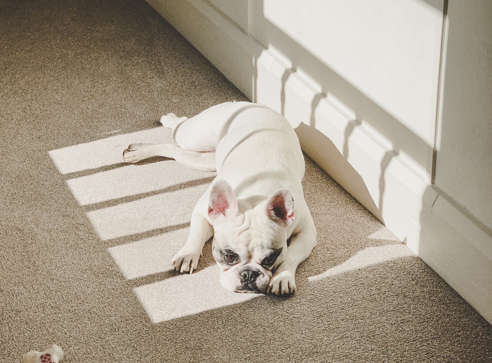 french bulldog lying in sun