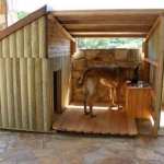 shepherd dog in custom dog house