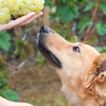 dog sniffing grapes