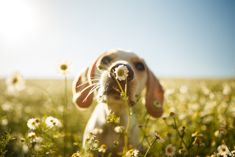 dog smelling flower in a field