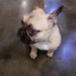 French bulldog suffering from cherry eye