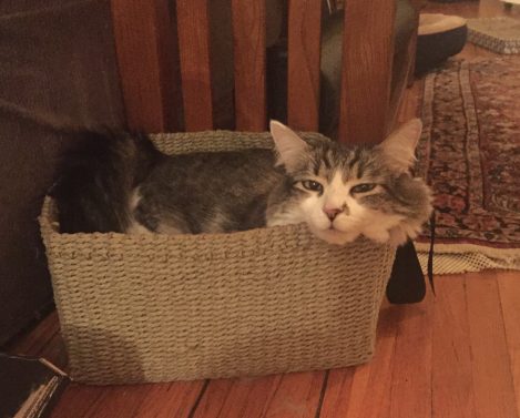 Cat in a basket