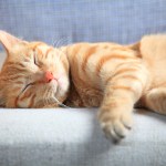 orange cat sleeping on couch