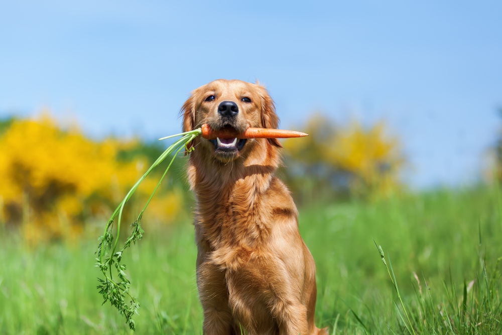 golden retriever with a carrot