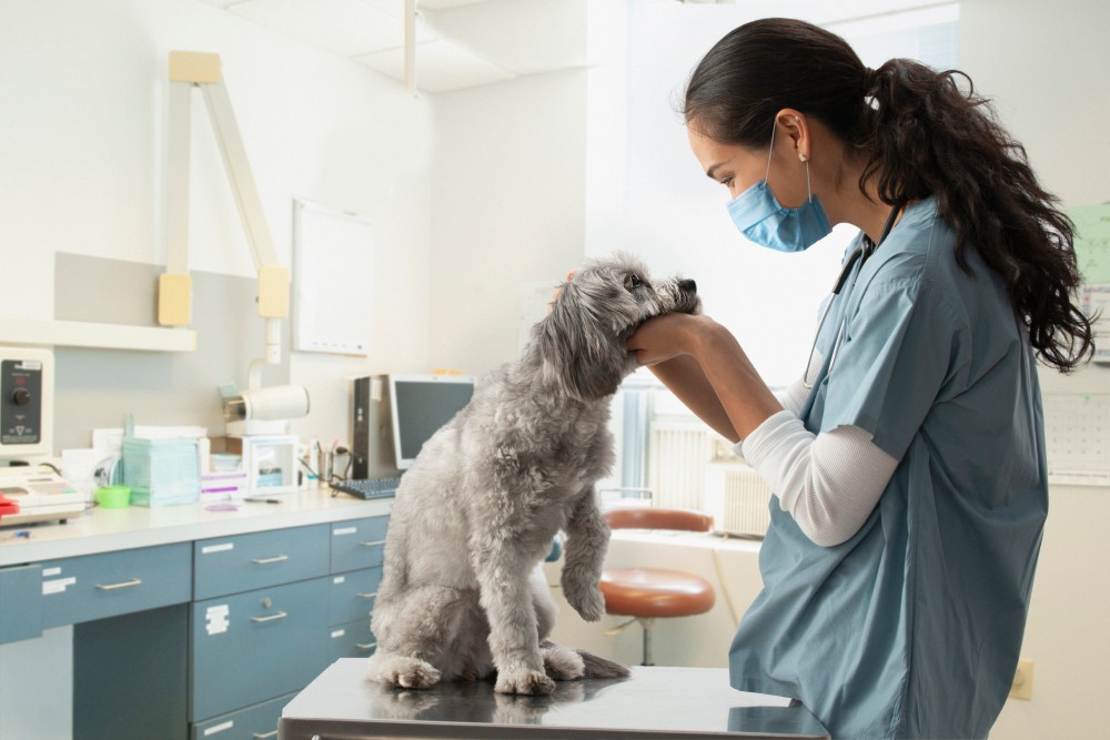 dog at the vet