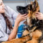 Dog At Animal Clinic