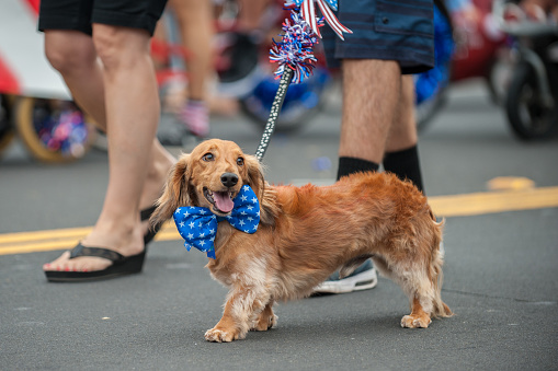 independence day fireworks dog