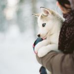 woman holding blue-eyed puppy