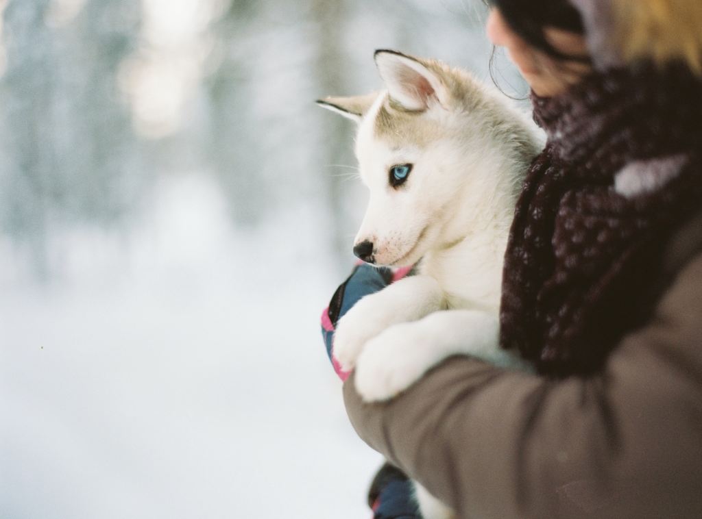 woman holding blue-eyed puppy