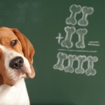 beagle dog next to chalk board