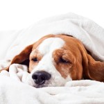 options for pain medication for dogs