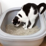 cat in litter box