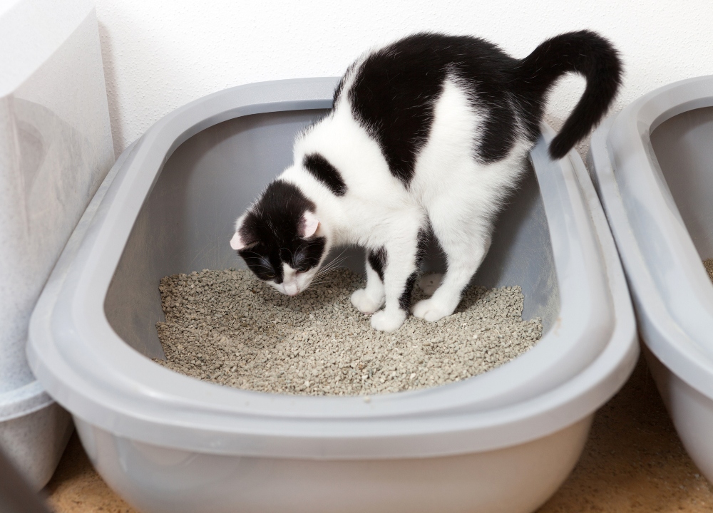 cat in litter box