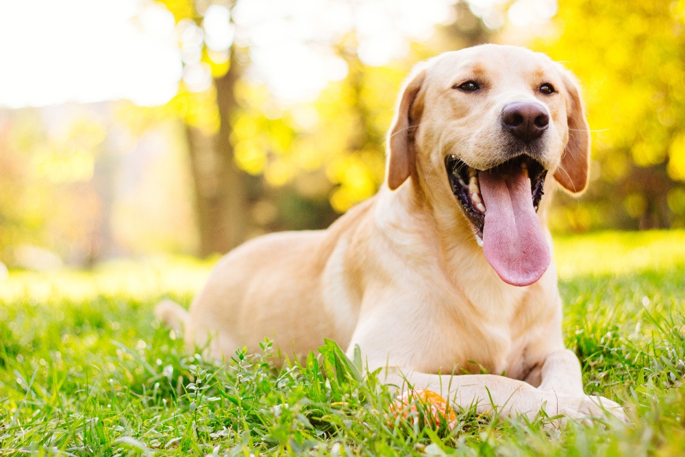 dog lying in grass in sun