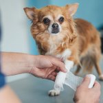 Dog with an injured leg.