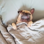 pug sleeping in bed