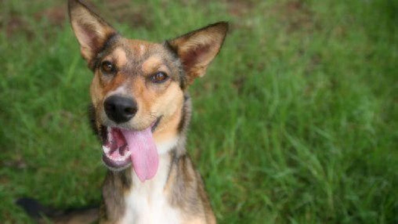 Mixed breed dog