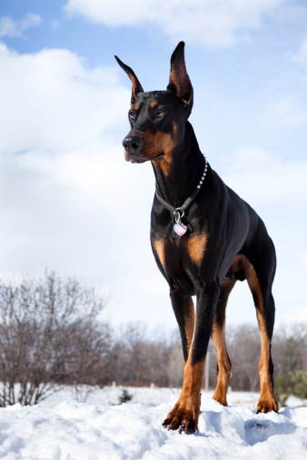 doberman pinscher dog in snow