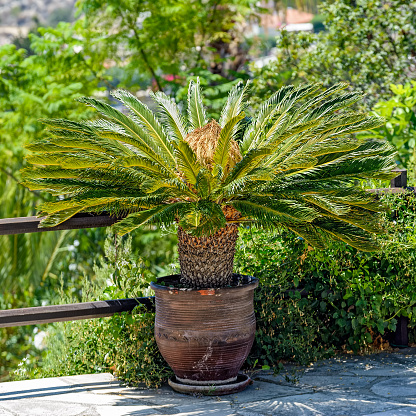 Sago palm plant