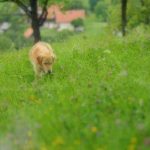 dog wandering through grass