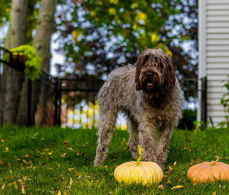 Otterhound dog