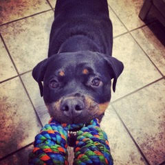 rottweiler dog playing tug o war