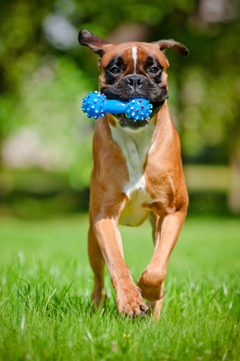 boxer pup