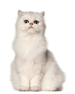 white persian cat