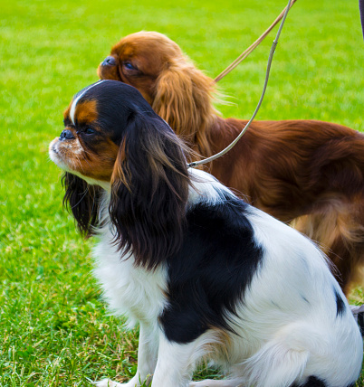 Cavalier King Charles Spaniels