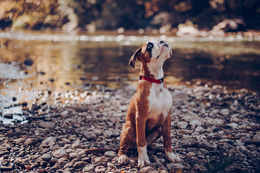 boxer puppy