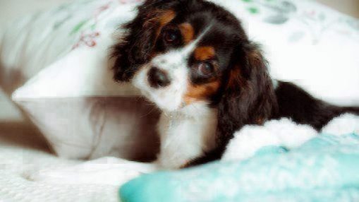 Cavalier King Charles Spaniel puppy