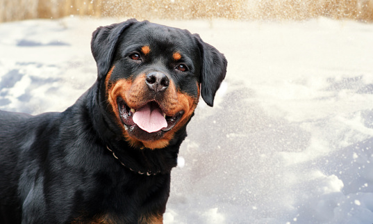 rottweiler dog