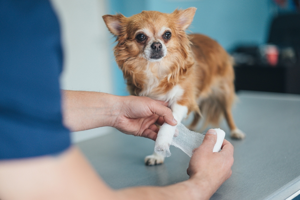 chihuahua at vet with leg cast