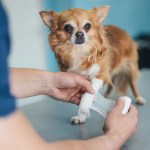 chihuahua at vet with leg cast