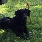 black dog lying in grass