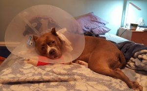 brown dog lying on bed