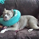 gray dog in cone collar